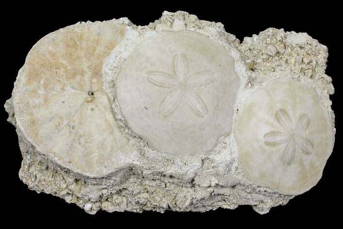 Fossil Sand Dollar (Scutella) Cluster - France #97236